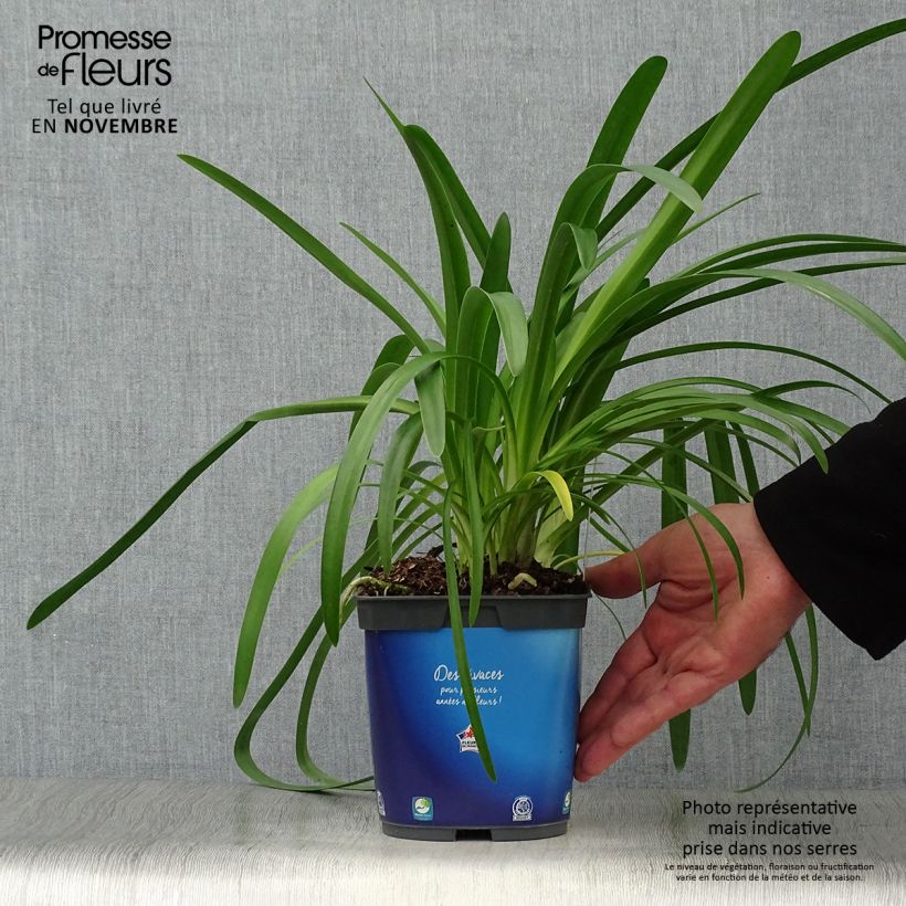 Agapanthus umbellatus 2L/3L pot sample as delivered in autumn