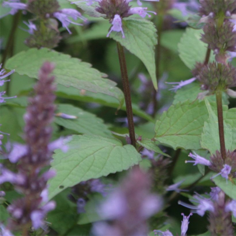 Agastache rugosa After Eight  (Foliage)