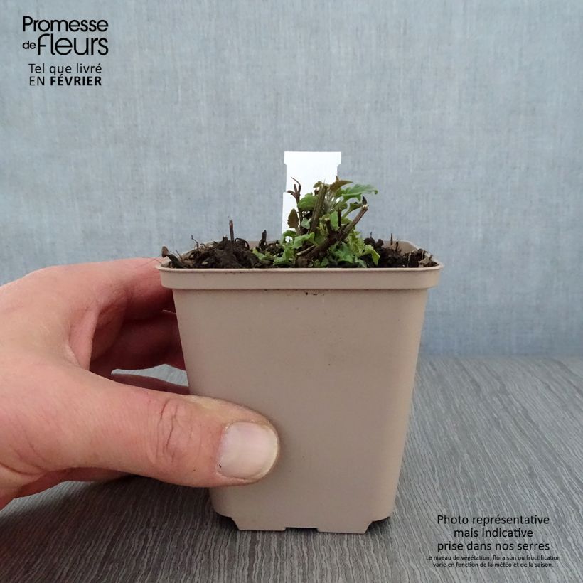 Agastache barberi Firebird 8/9 cm pot sample as delivered in winter