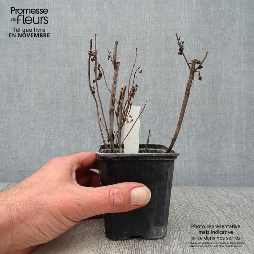 Agastache foeniculum Blackadder 8/9 cm pot sample as delivered in autumn