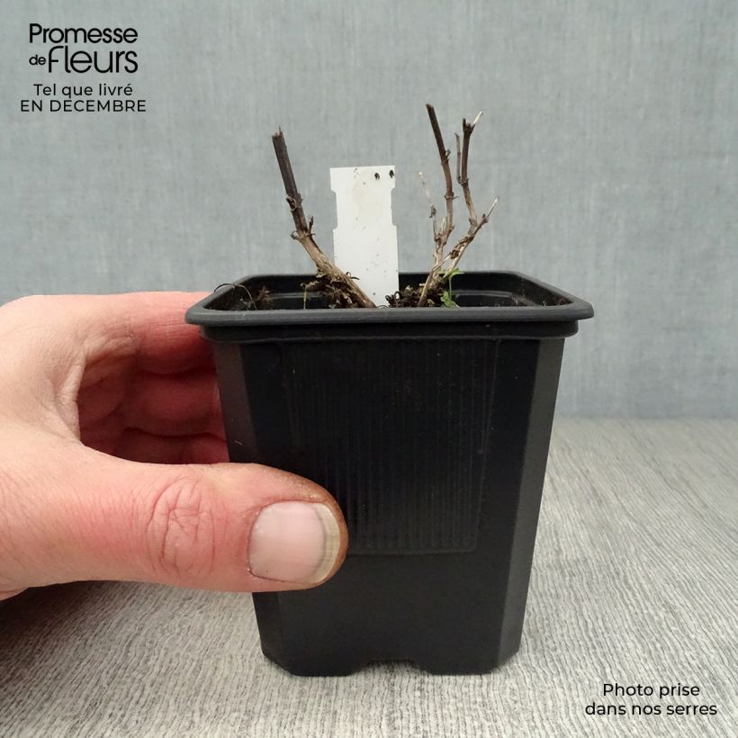 Agastache foeniculum Blackadder 8/9 cm pot sample as delivered in winter