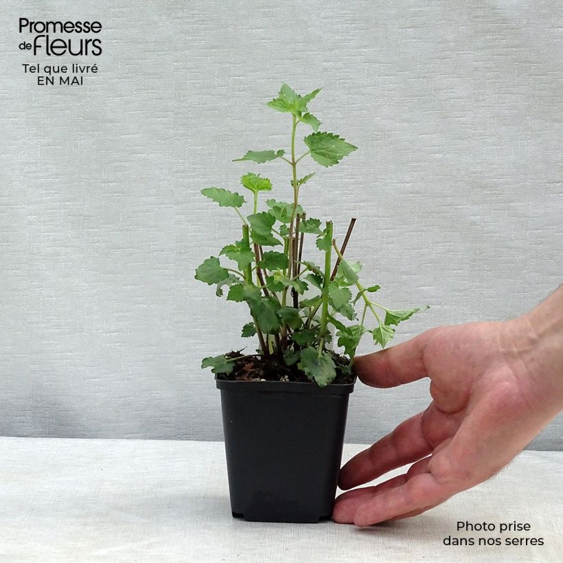 Agastache Blue Boa 8/9 cm pot sample as delivered in spring