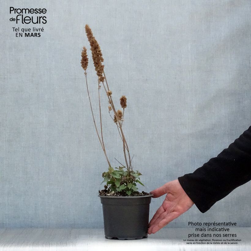 Agastache Blue Boa 2L/3L pot sample as delivered in spring