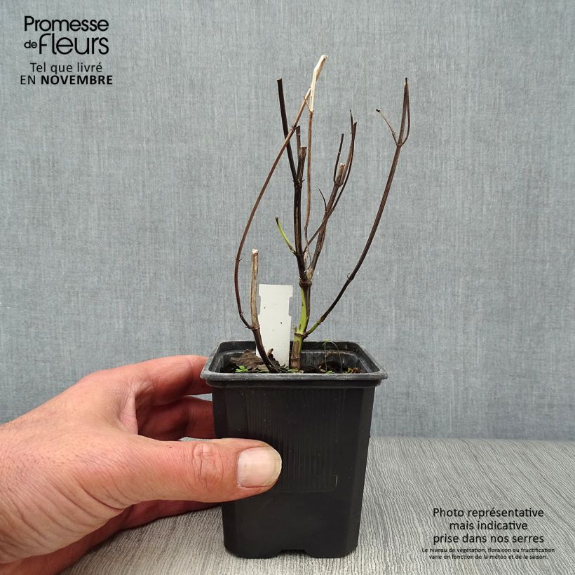Agastache x rugosa Blue Fortune 8/9 cm pot sample as delivered in autumn