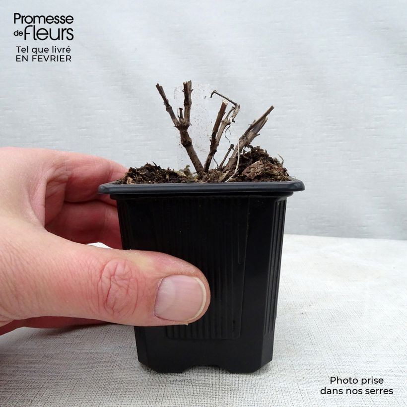 Agastache x rugosa Blue Fortune 8/9 cm pot sample as delivered in winter