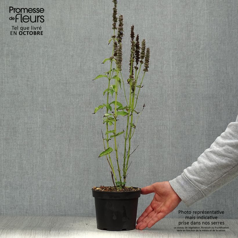 Agastache x rugosa Blue Fortune 2L/3L pot sample as delivered in autumn