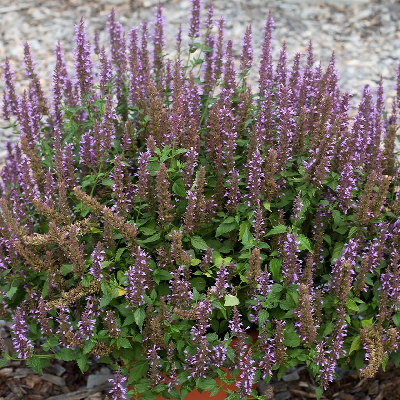 Agastache foeniculum Celestia™ - Anise hyssop (Flowering)
