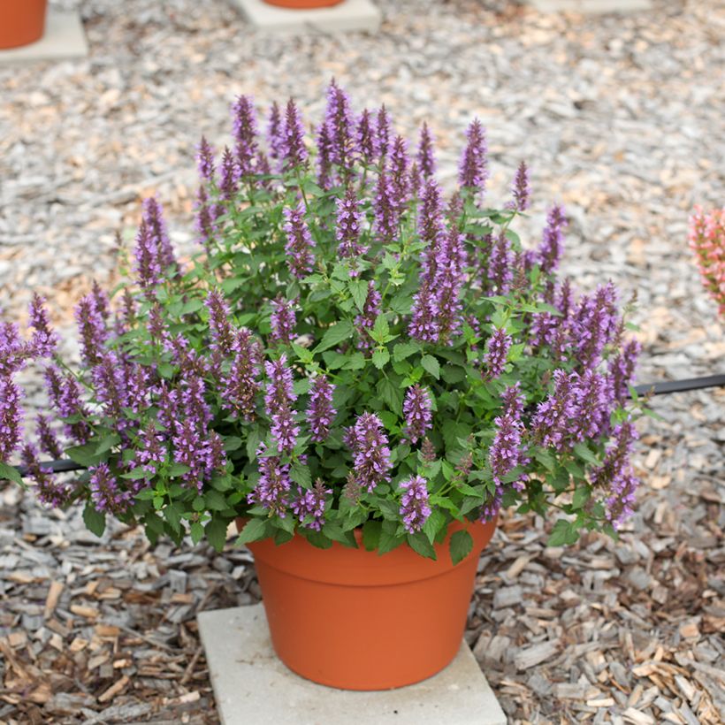 Agastache foeniculum Celestia™ - Anise hyssop (Plant habit)