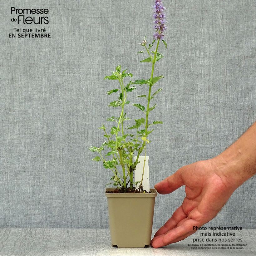 Agastache x rugosa Crazy Fortune 8/9 cm pot sample as delivered in autumn