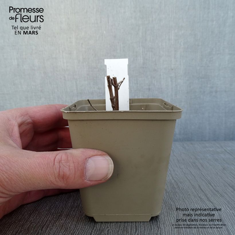 Agastache x rugosa Crazy Fortune 8/9 cm pot sample as delivered in winter