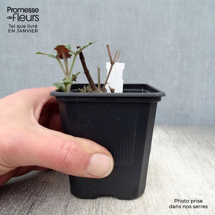 Agastache Globetrotter 8/9 cm pot sample as delivered in winter