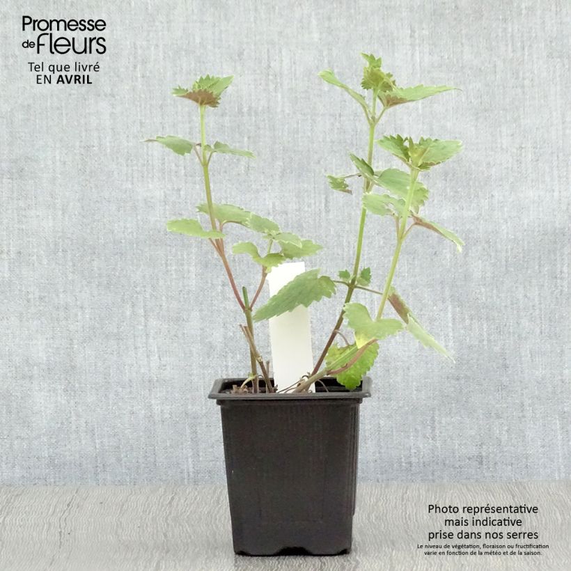 Agastache Globetrotter 8/9 cm pot sample as delivered in spring