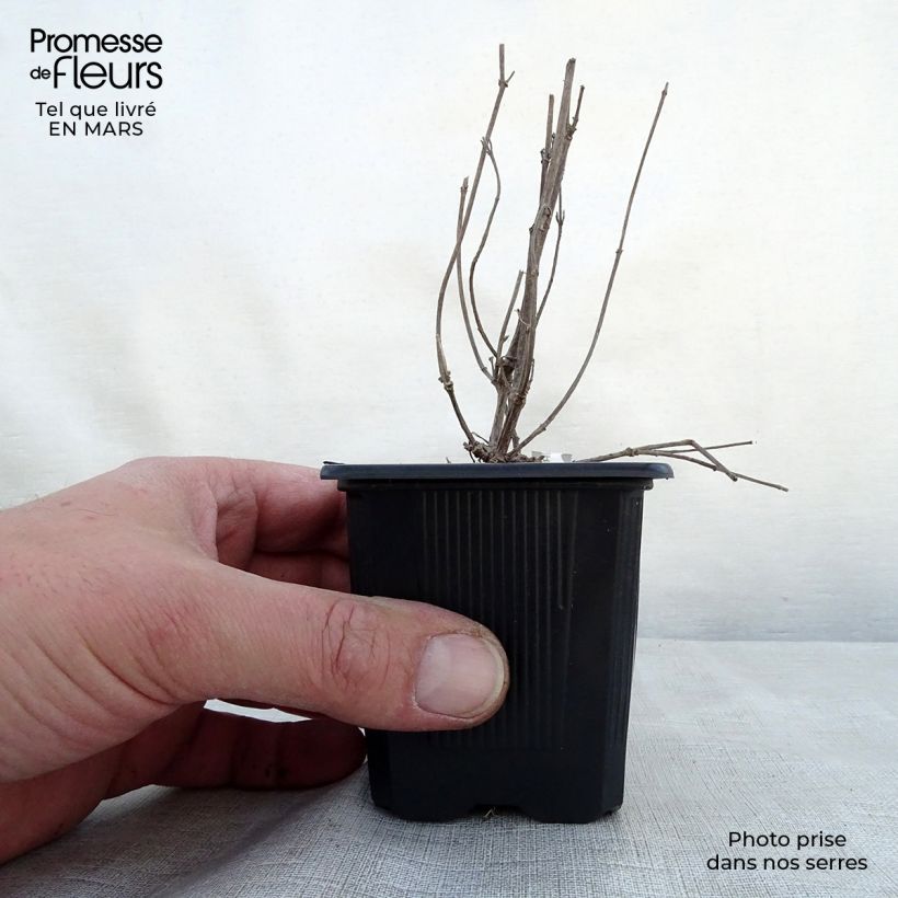 Agastache Kudos Ambrosia 8/9 cm pot sample as delivered in spring