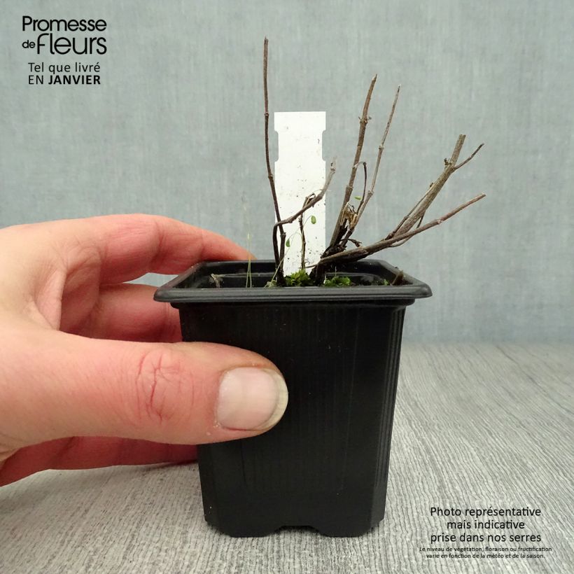 Agastache Kudos Ambrosia 8/9 cm pot sample as delivered in winter