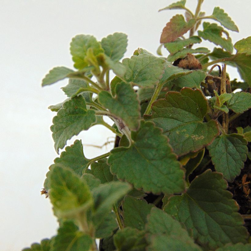 Agastache Kudos Coral (Foliage)
