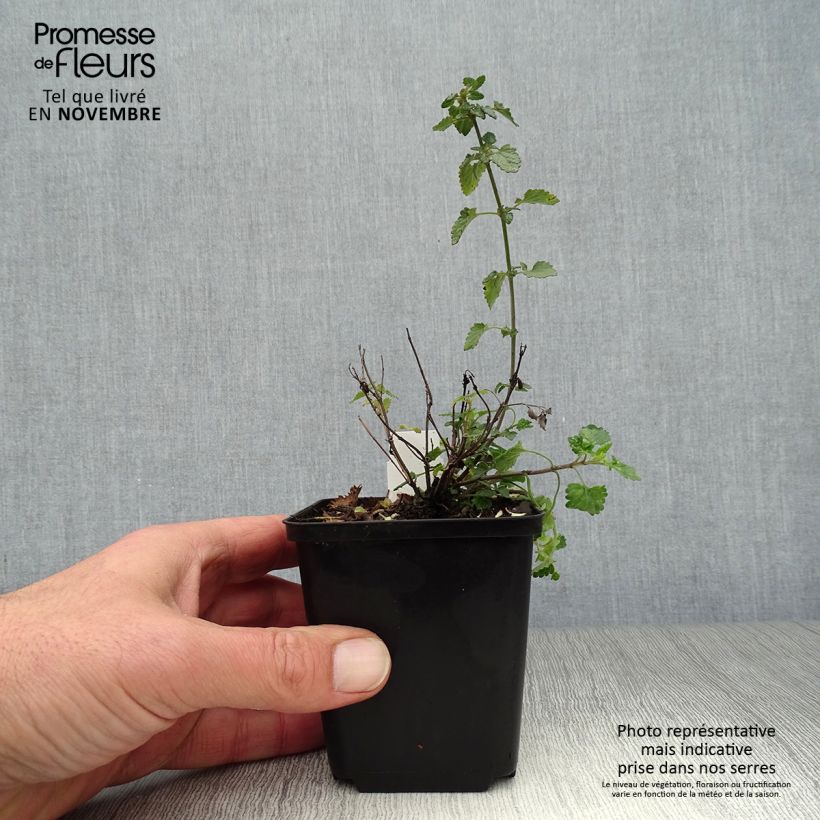 Agastache Kudos Mandarin 8/9 cm pot sample as delivered in autumn