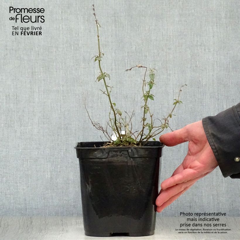 Agastache Kudos Mandarin 2L/3L pot sample as delivered in winter