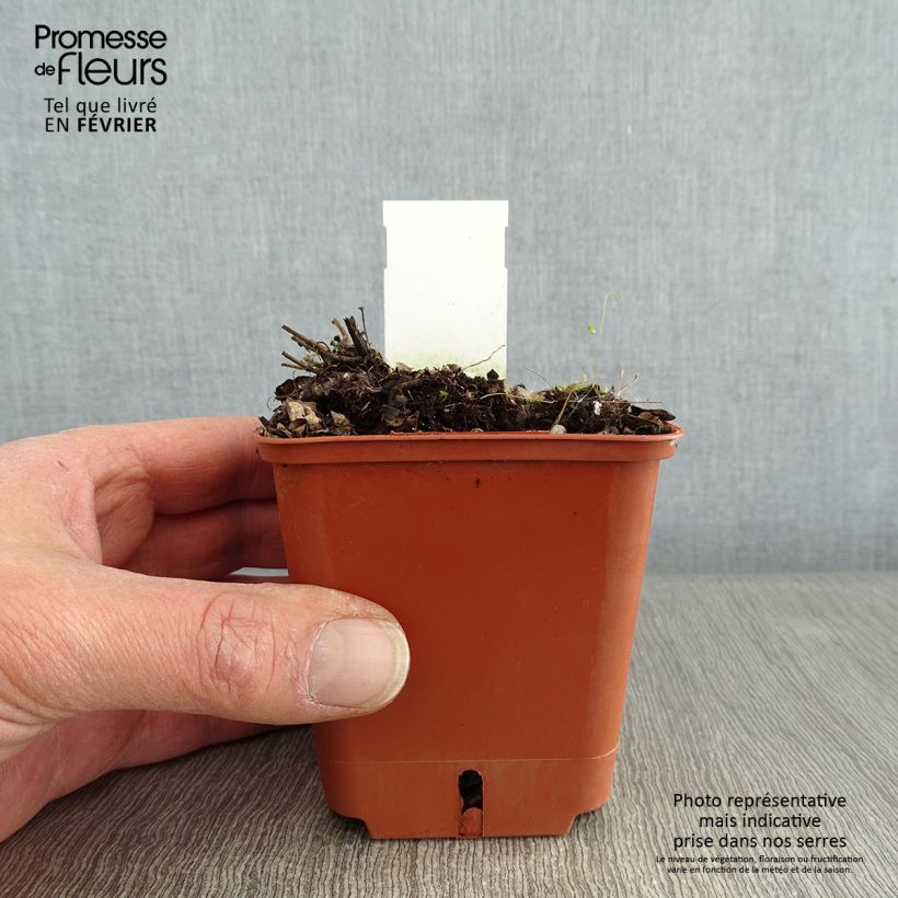 Agastache Kudos Red 8/9 cm pot sample as delivered in winter