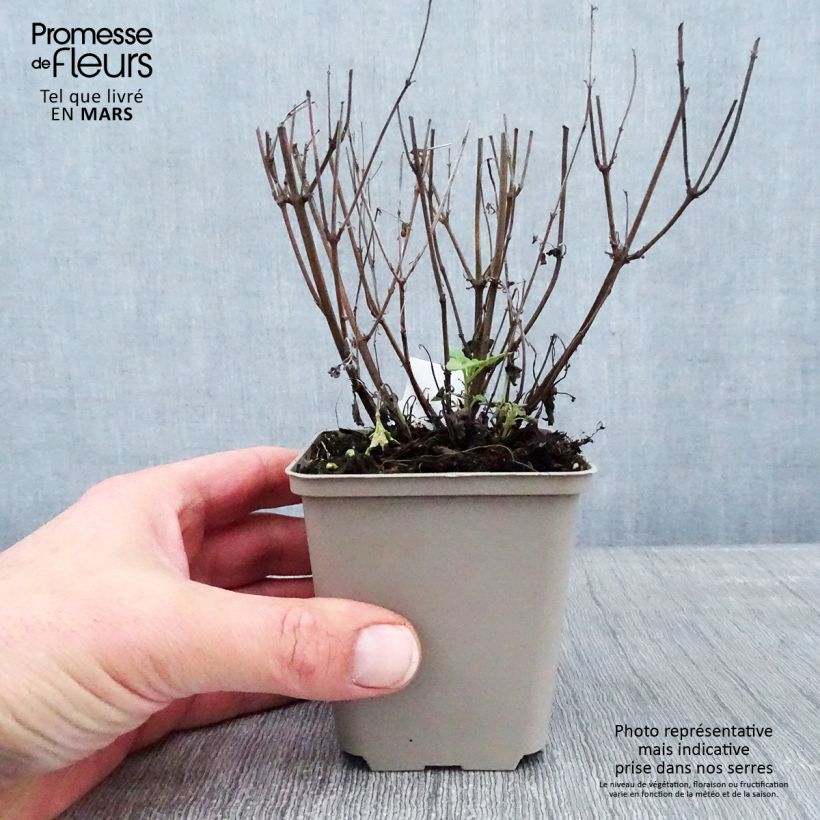 Agastache Kudos Yellow 8/9 cm pot sample as delivered in winter