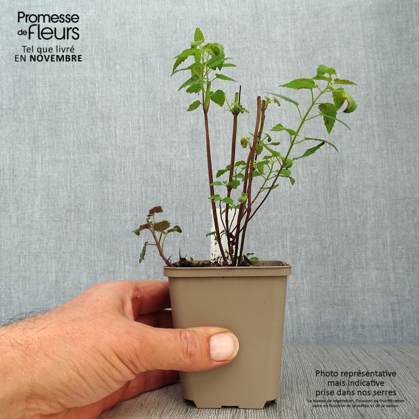 Agastache Serpentine 8/9 cm pot sample as delivered in autumn