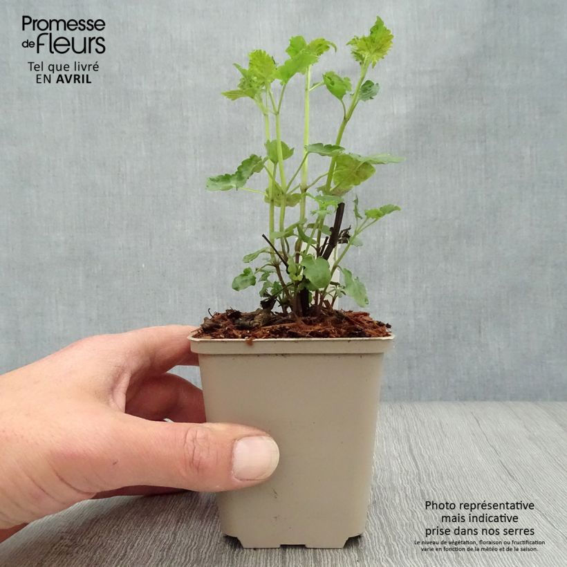 Agastache Serpentine 8/9 cm pot sample as delivered in spring