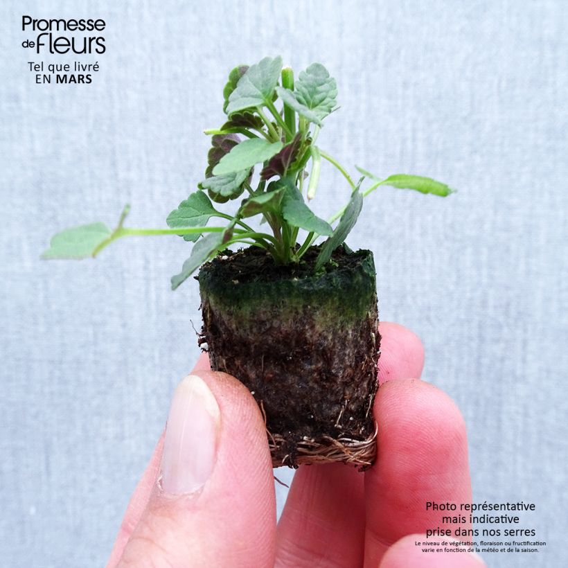 Agastache Sunny Sparks Pink Improved Plug plant 1.5/2.5 cm sample as delivered in spring