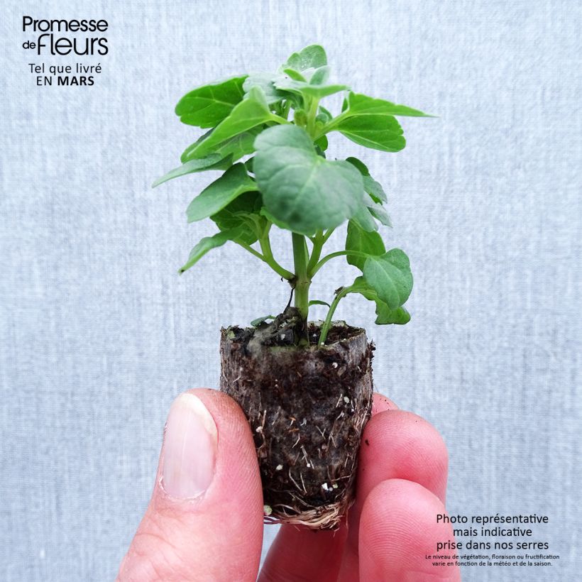 Agastache Sunny Sparks Tangerine Plug plant 1.5/2.5 cm sample as delivered in spring