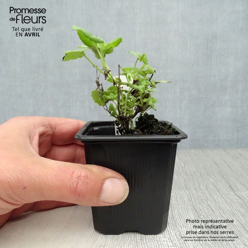 Agastache aurantiaca Tango 8/9 cm pot sample as delivered in spring