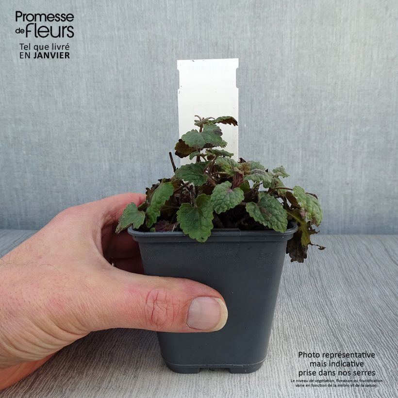 Agastache cana  8/9 cm pot sample as delivered in winter