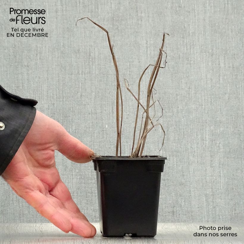 Agastache foeniculum Golden Jubilee 7/8 cm pot sample as delivered in winter