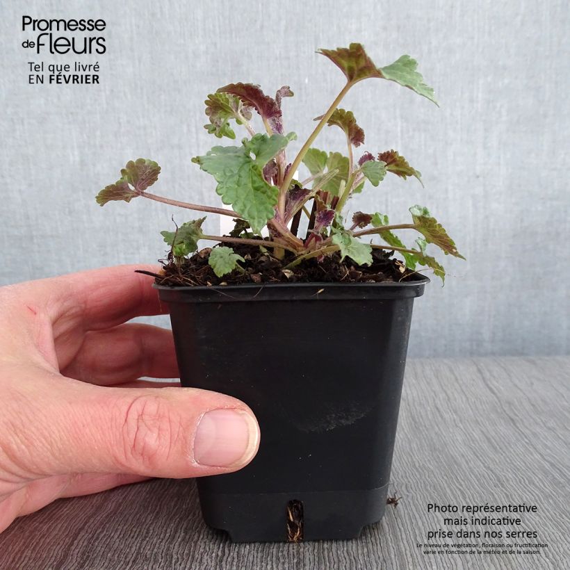 Agastache foeniculum (anisata)  8/9 cm pot sample as delivered in winter