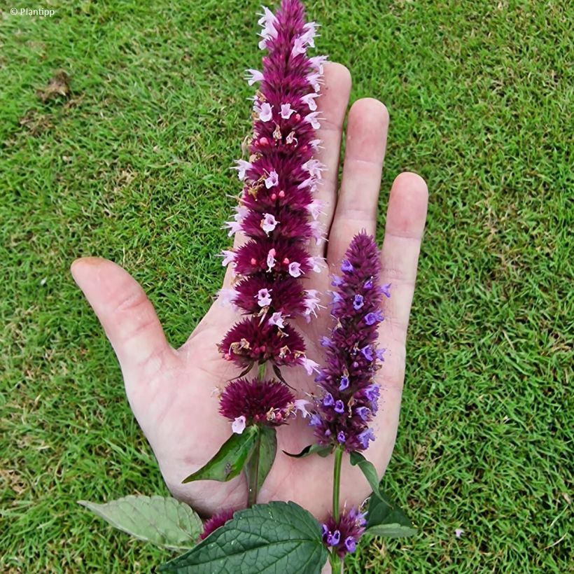 Agastache 'Agapk' Beelicious Pink - Agastache hybride (Flowering)