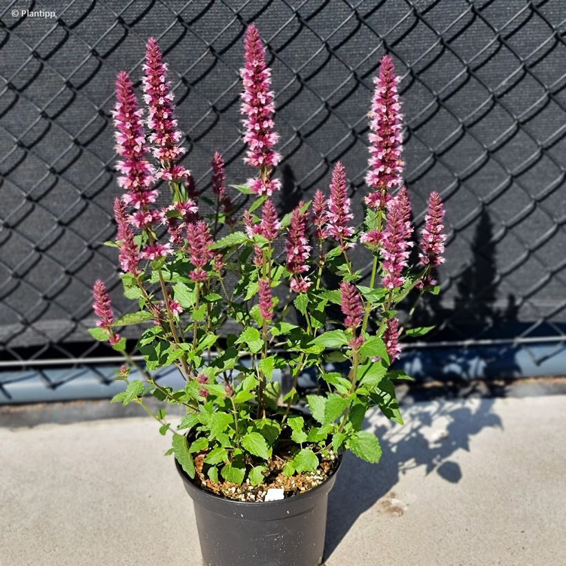 Agastache 'Agapk' Beelicious Pink - Agastache hybride (Plant habit)