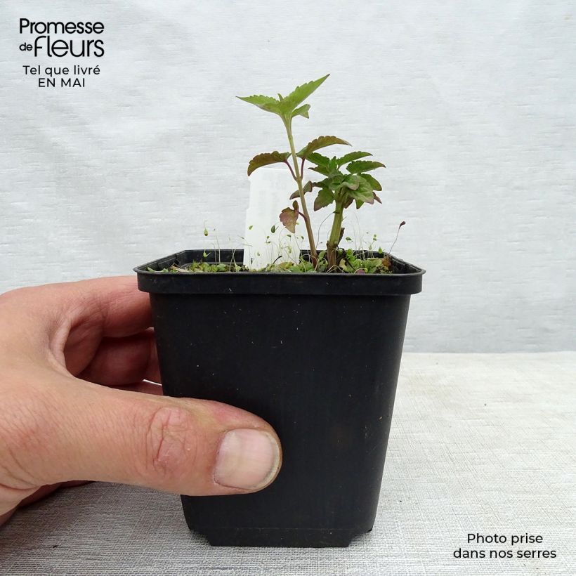 Agastache Beelicious Purple 8/9 cm pot sample as delivered in spring