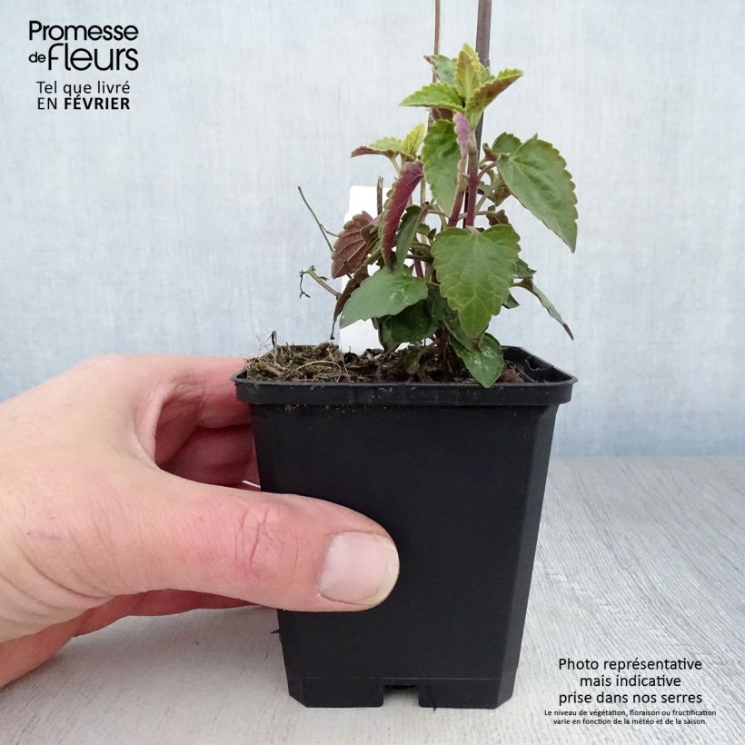 Agastache mexicana Red Fortune 8/9 cm pot sample as delivered in winter