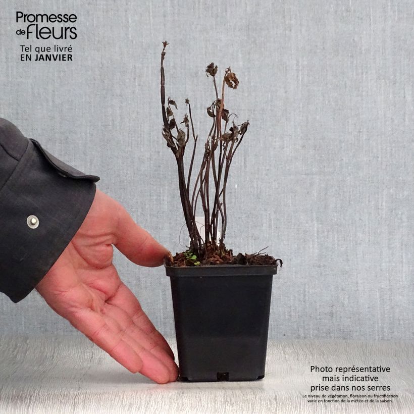 Agastache nepetoides Fuji no Yuki 8/9 cm pot sample as delivered in winter