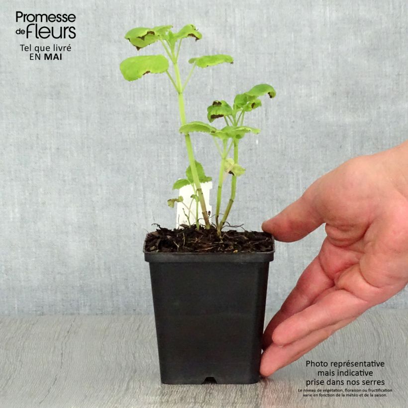 Agastache nepetoides Fuji no Yuki 8/9 cm pot sample as delivered in spring