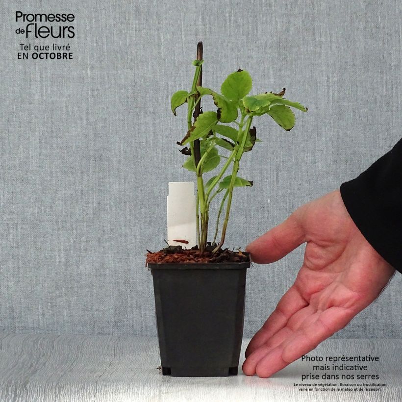 Agastache nepetoides Fuji no Yuki 8/9 cm pot sample as delivered in autumn