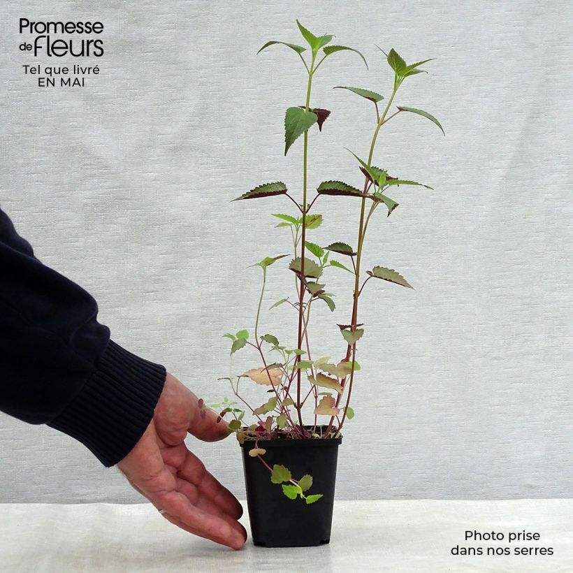 Agastache rugosa After Eight  8/9 cm pot sample as delivered in spring