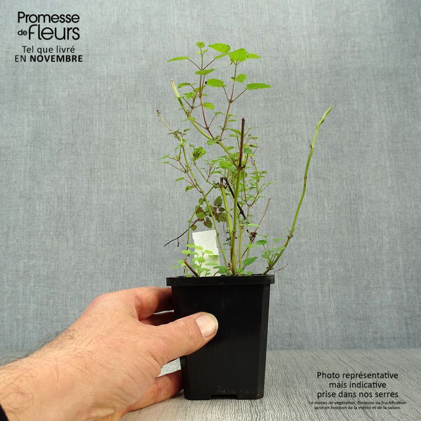 Agastache rugosa After Eight  8/9 cm pot sample as delivered in autumn