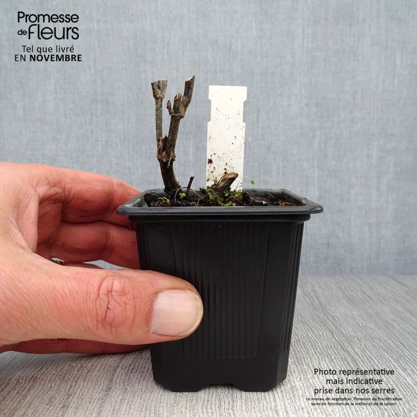 Agastache rugosa Alabaster 8/9 cm pot sample as delivered in autumn