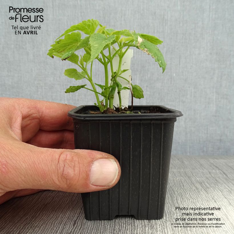 Agastache rugosa Alabaster 8/9 cm pot sample as delivered in spring