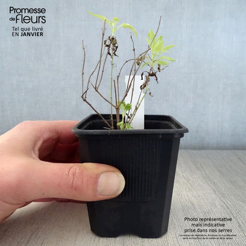 Agastache rupestris  8/9 cm pot sample as delivered in winter