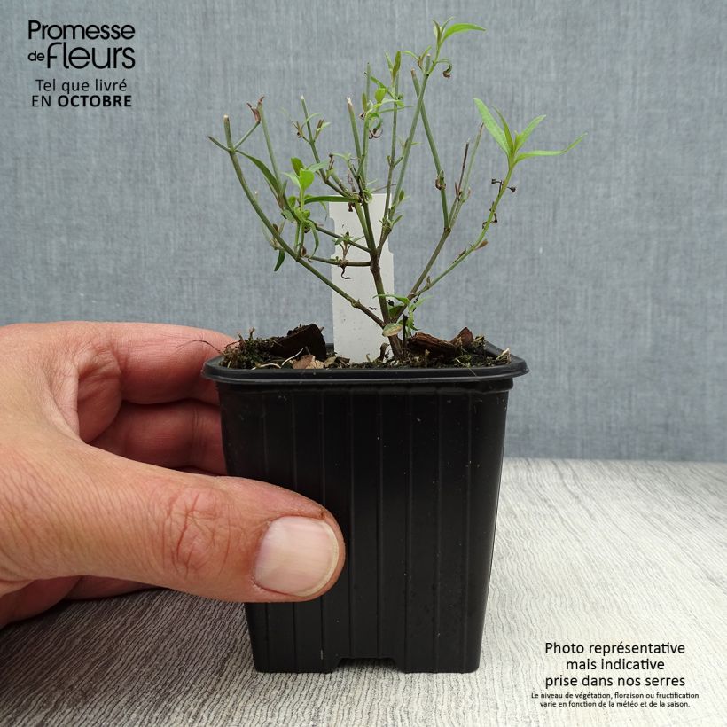 Agastache rupestris  8/9 cm pot sample as delivered in autumn