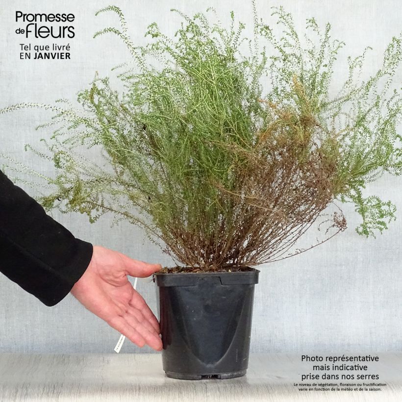 Agathosma capensis 2L/3L pot sample as delivered in winter