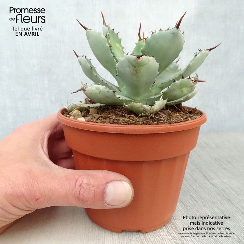 Agave Kichijokan 12cm pot sample as delivered in spring
