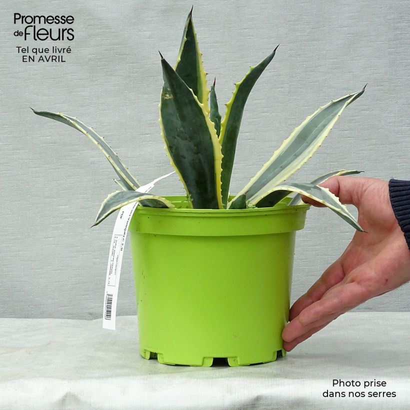 Agave americana Variegata - American Agave 2L/3L pot sample as delivered in spring