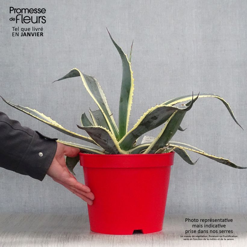 Agave americana Variegata - American Agave 7.5L/10L pot sample as delivered in winter