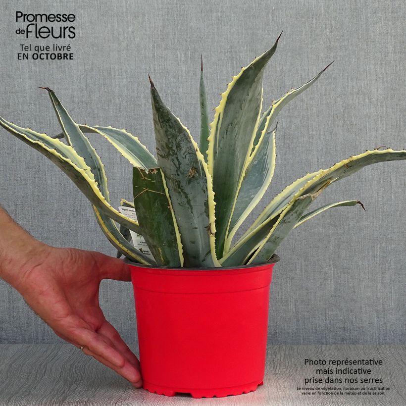 Agave americana Variegata - American Agave 2L/3L pot sample as delivered in autumn