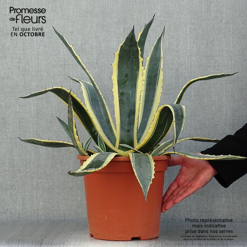 Agave americana Variegata - American Agave 7.5L/10L pot sample as delivered in autumn